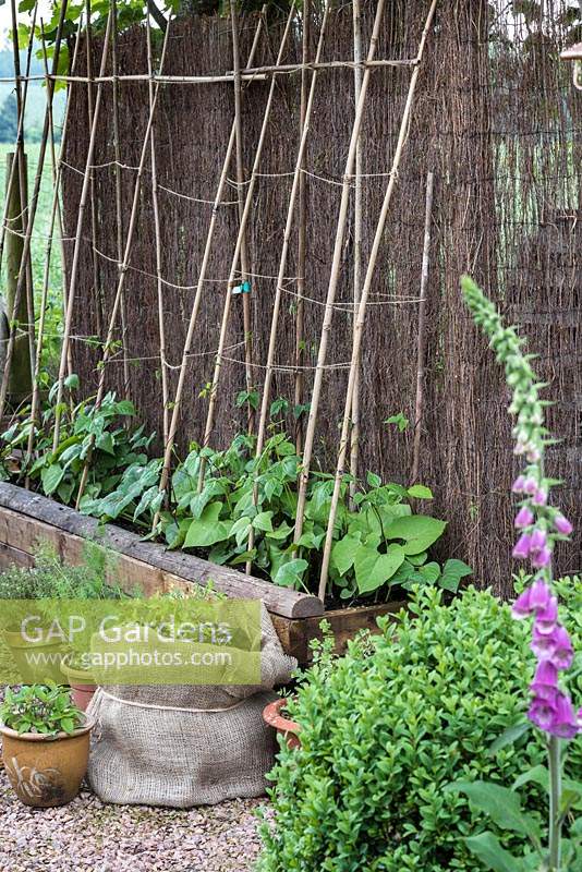 A raised bed of French beans trained up canes.