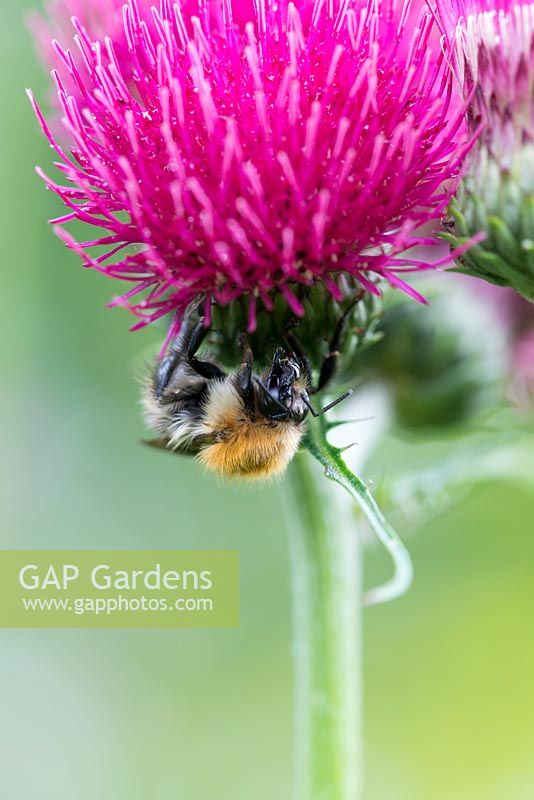 Bee on Cirsium rivulare 'Atropurpureum' - Plume Thistle 

