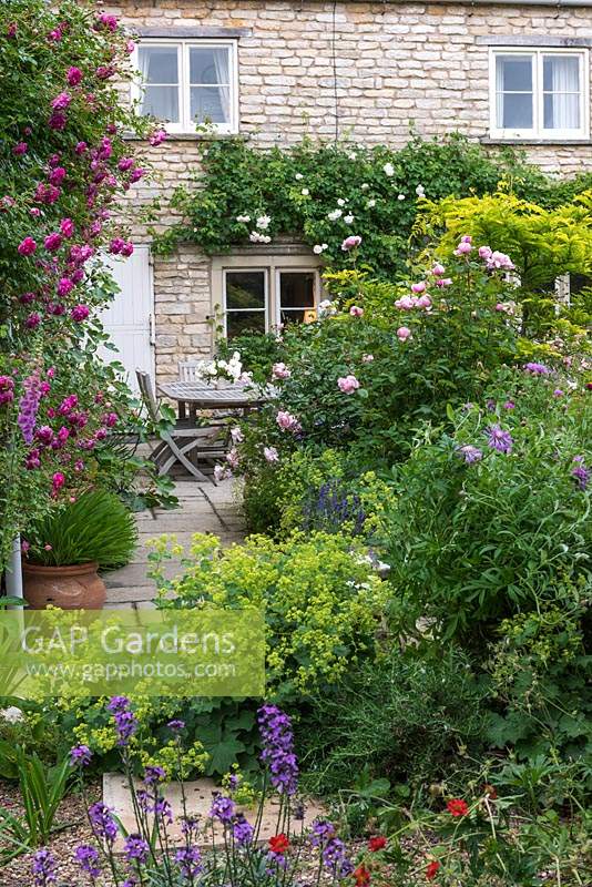 View past wall-trained Rosa 'Alexandre Girault' to York stone path to dining table, past borders of Alchemilla, Centaurea, geums and roses.
