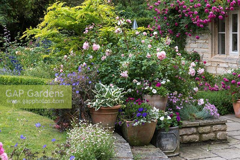 View to grouped pots of hostas, petunias and osteospermum, with Rosa 'Wildeve' behind. 