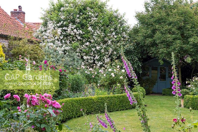 View past Digitalis - Foxgloves over lawn to Rosa 'Rambling Rector' engulfing an old apple tree. 