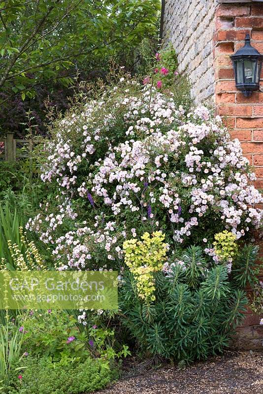Rosa 'Paul's Himalayan Musk' thrives against a cottage wall, surrounded by hardy geraniums, euphorbia and sisyrinchium.
