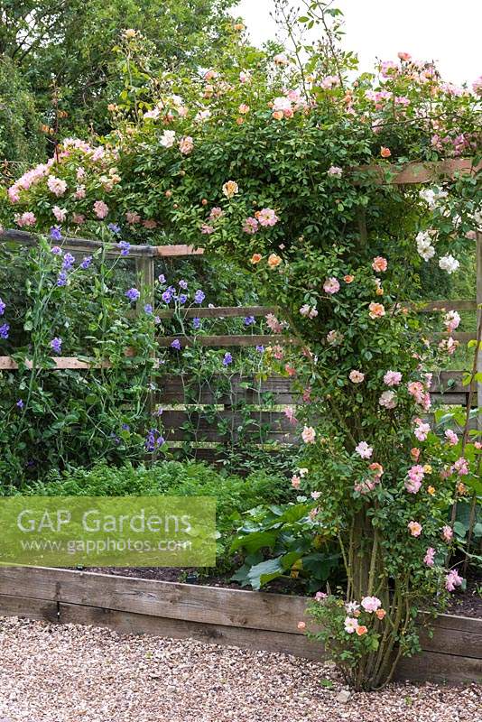 Rosa 'Phyllis Bide' - Rambling rose, is trained along a beam beside a small raised vegetable bed.  