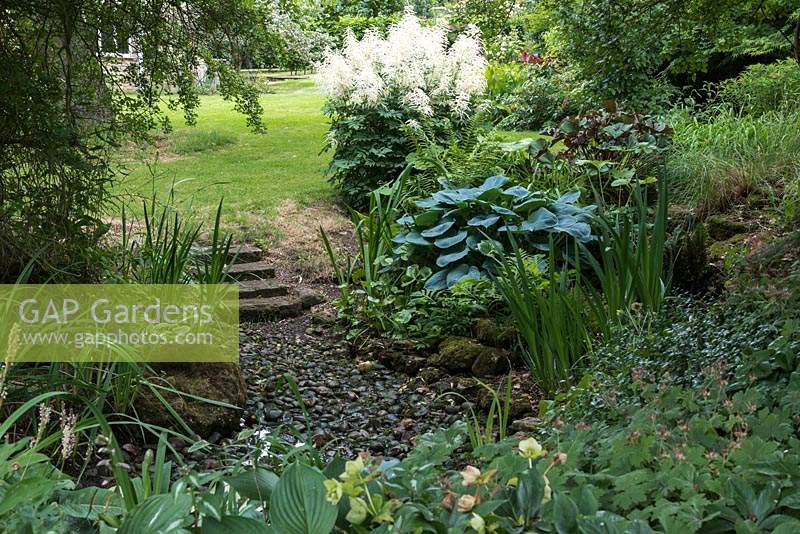 A former pond is filled in with pebbles, hostas, Iris, ferns, Ligularia and Aruncus.