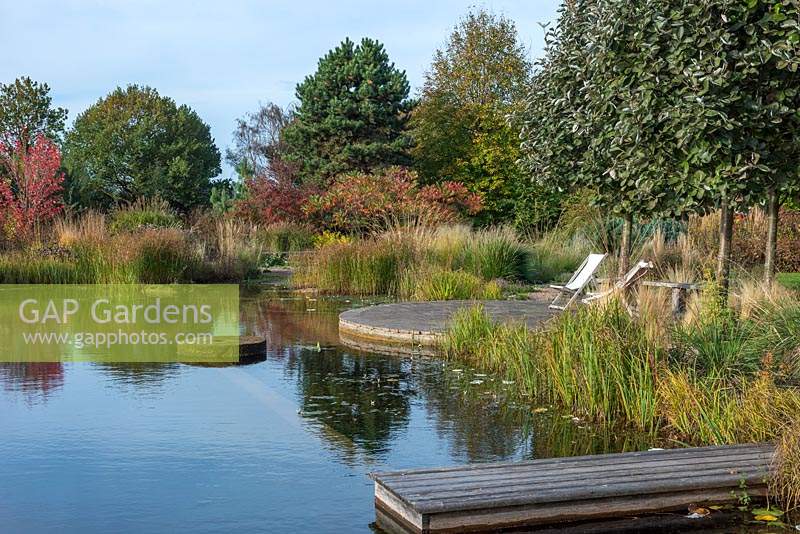 A natural swimming pool edged in Cyperus longus in autumn, with red leaf tints on maples, sumach and spindles.