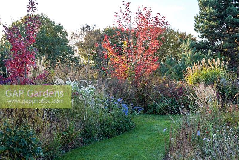 Wildlife friendly garden in autumn, with borders of ornamental grasses and acers. 
