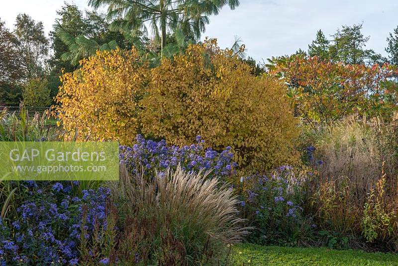 In golden autumn colours, the Cornus sanguinea 'Midwinter Fire' with Aster 'Little Carlow' and, in foreground, Miscanthus sinensis 'Yaku-Jima'.