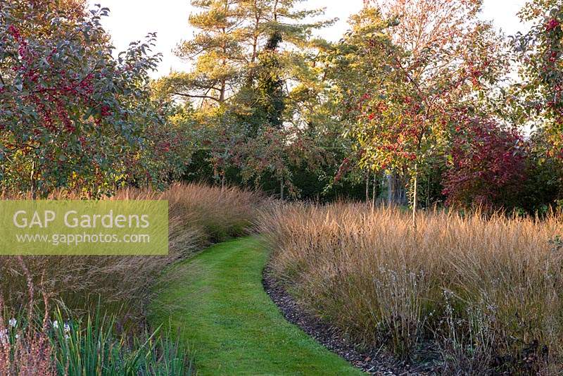 A curving grass walk is enclosed in borders of Molinia caerulea subsp. caerulea 'Moorhexe' mixed with 'Edith Dudszus'. Crab apples Malus 'Evereste'.