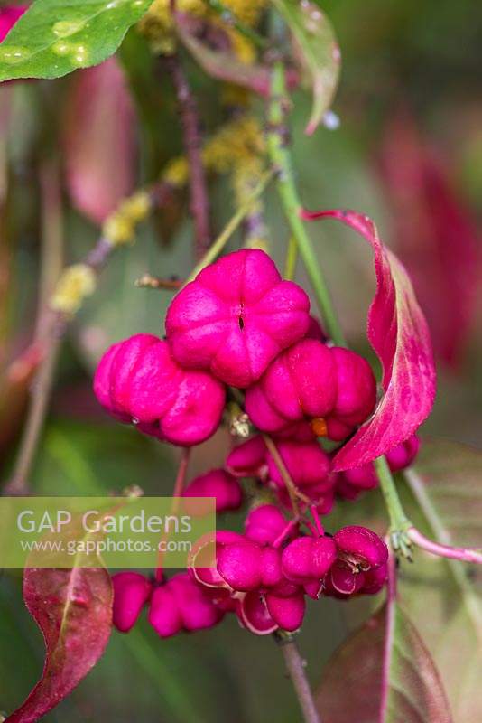 Euonymus europaeus  'Red Cascade', spindle, a deciduous shrub or small tree which, in autumn, bears red leaves and pink four-lobed fruit that split open to reveal orange seeds.