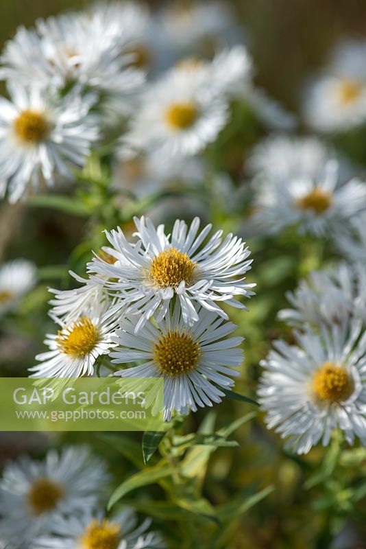 Symphyotrichum novae- anglia 'Herbstschnee', New England aster 'Autumn Snow'