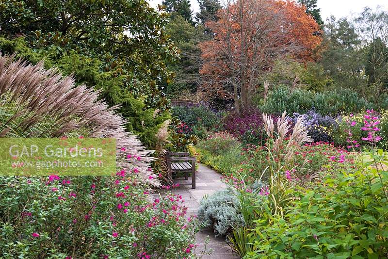 Miscanthus sinensis 'Krater' and shrubby salvias blend along a pathway leading to an autumn border. In distance, American red oak.