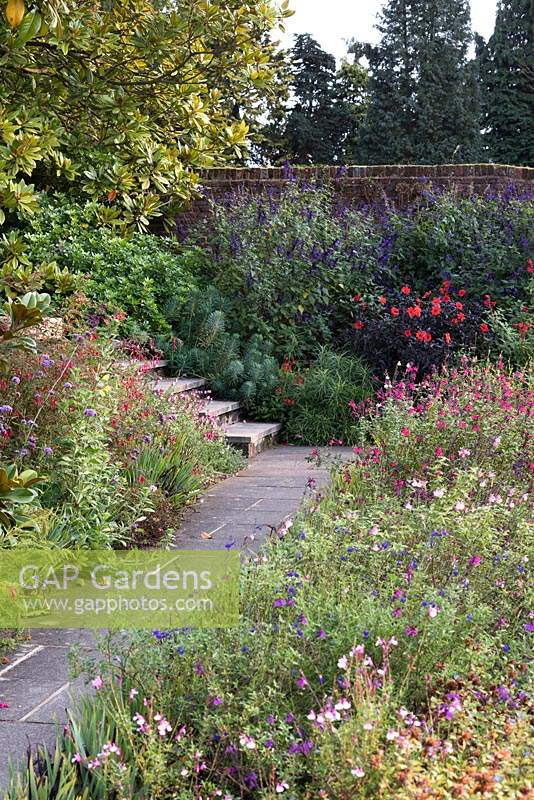 Bordering a sunny terrace, a long bed of shrubby salvias that flower from early summer until November. Against the brick wall, tall Salvia 'Amistad'.