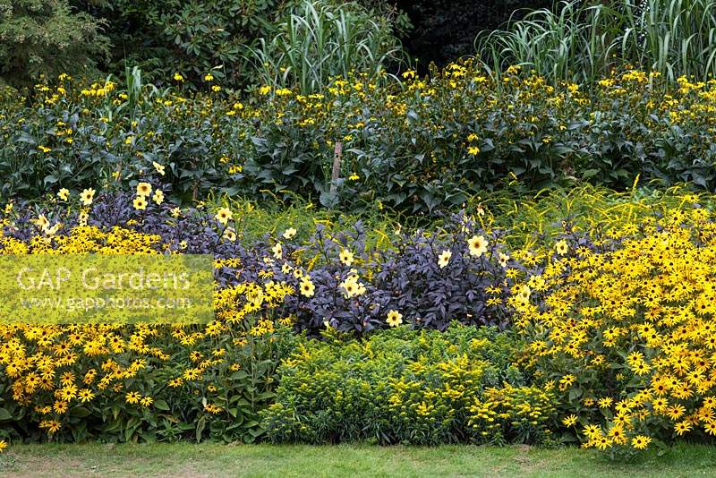 An all-gold border marking Great Comp garden's 50th anniversary: Rudbeckia fulgida var. deamii, Rudbeckia laciniata 'Herbstsonne', Dahlia 'Mystic Illusion', Solidago rugosa 'Fireworks' and 'Golden Baby'.