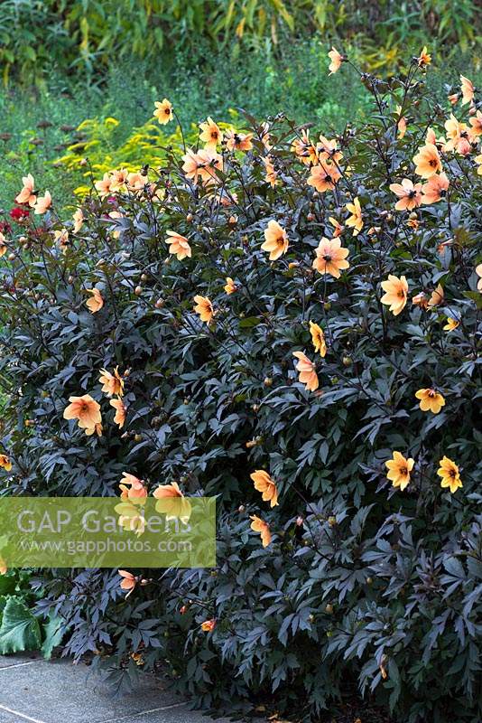 Dahlia 'Mystic Spirit' with black coloured foliage and apricot flowers from August