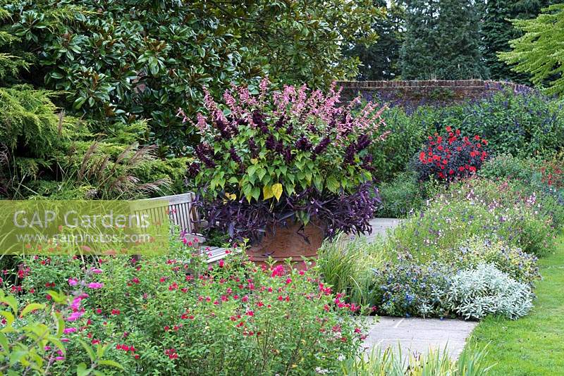 A huge terracotta pot is planted with pink Salvia 'Kisses and Wishes' above Salvia 'Go-Go Purple' and Tradescantia 'Purple Sabre'. Shrubby salvias and ceratostigma in borders.