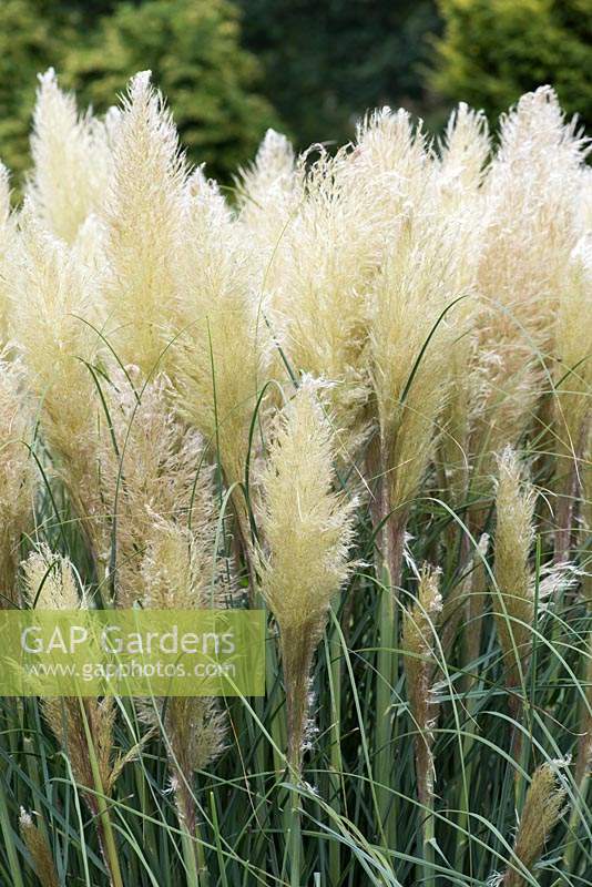 Cortaderia selloana 'Pumila' - pampas grass