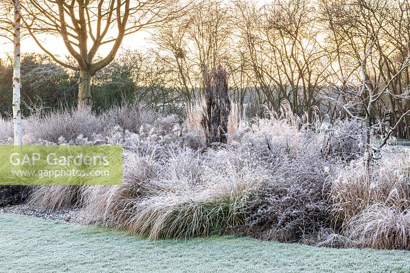 In winter, a grass bed with silver birch and Miscanthus, Pennisetum, Stipa and red tussock grass
