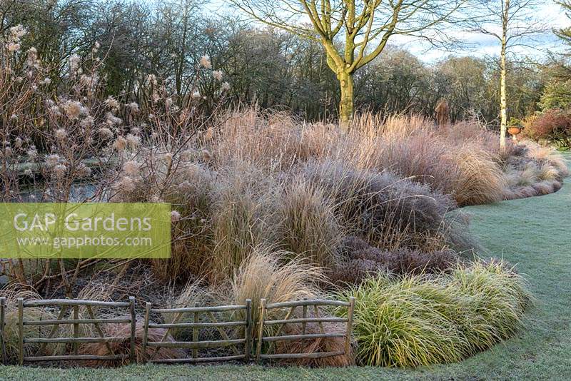A frosted grass bed in winter planted with alder and a silver birch rising above Carex, Miscanthus, Pennisetum, Stipa and red tussock grass