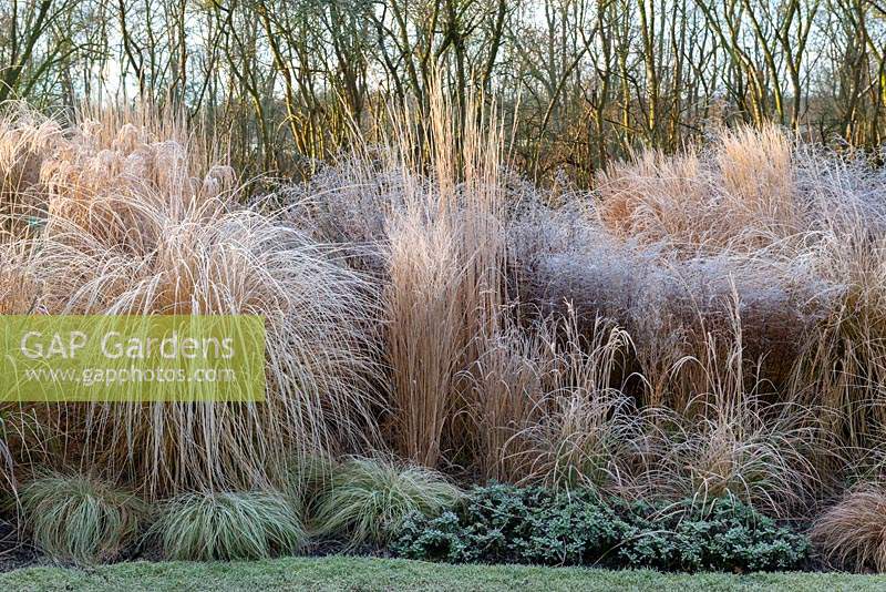 Frosted ornamental grasses including Stipas, red tussock grass, Carex and Miscanthus in a frosted winter bed