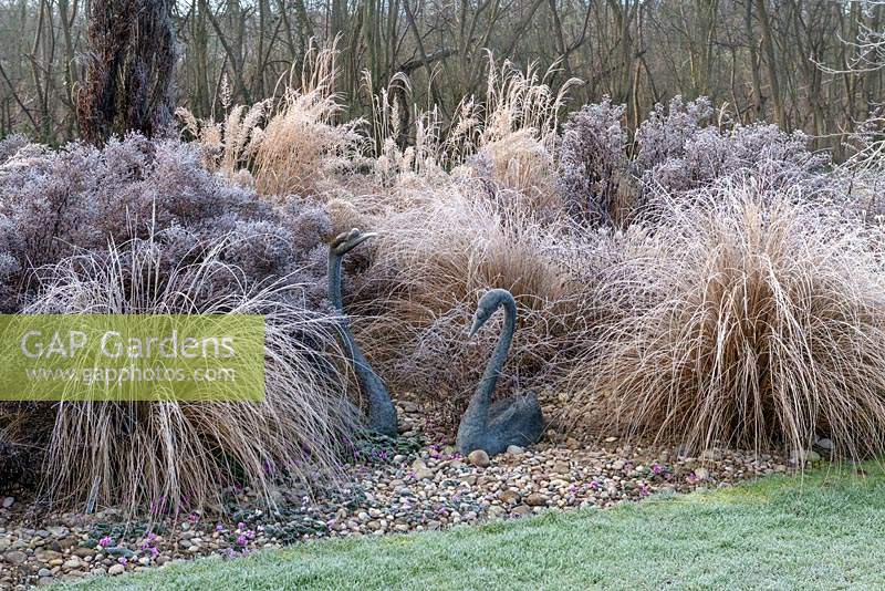 Swan sculptures rest on a carpet of Cyclamen coum, surrounded by frosted Asters, Miscanthus, Pennisetum, red tussock grass and Stipa.