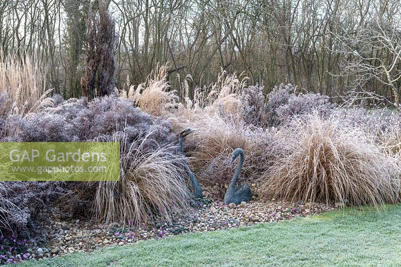 Two Swan sculptures rest on a carpet of Cyclamen coum, in a winter bed, surrounded by frosted Asters, Miscanthus, Pennisetum, red tussock grass and Stipa.