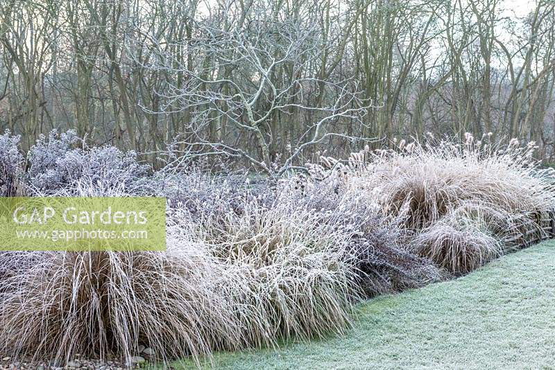 Frosty winter Grass Bed planted with Asters, Pennisetum, Stipa, red tussock grass and Miscanthus.