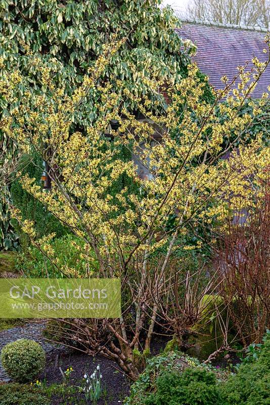 Hamamelis x intermedia 'Sunburst' - witch hazel, a small deciduous tree bearing pale yellow, spidery and fragrant flowers in winter