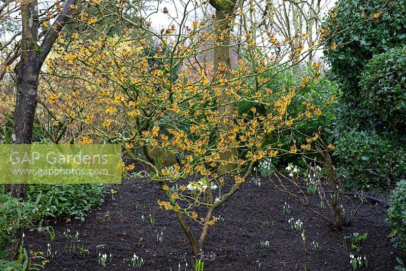 Hamamelis x intermedia 'Barmstedt Gold' - a deciduous small tree or shrub, which produces fragrant golden yellow flowers in winter