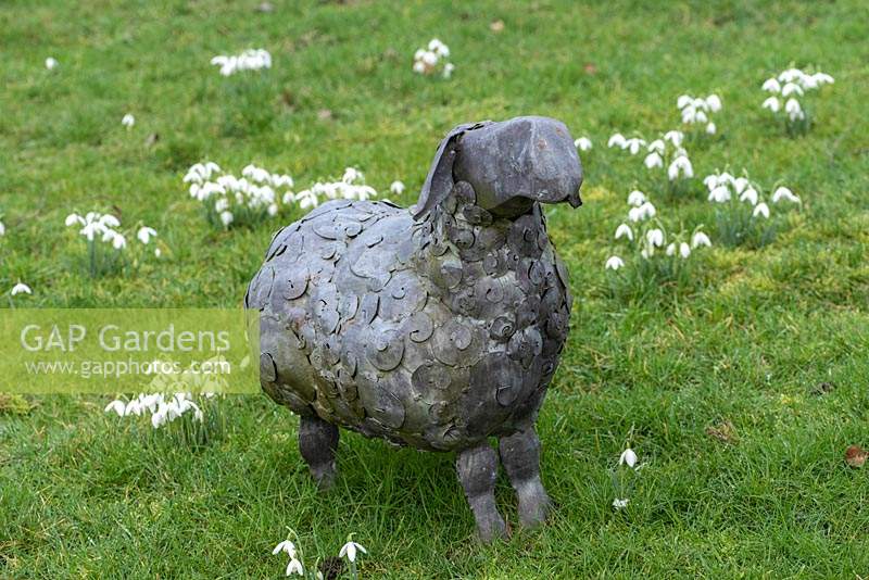 A metal sheep sculpture stands among naturalised snowdrops.