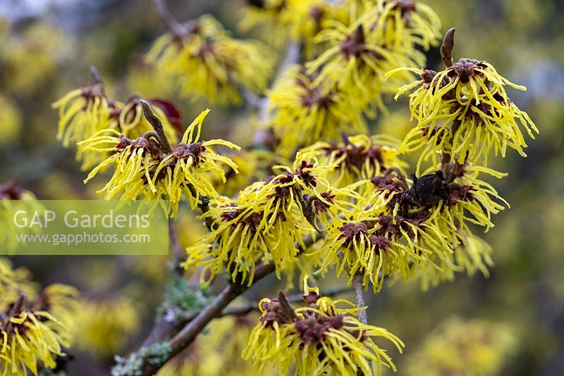 Hamamelis x intermedia 'Pallida' - witch hazel, a small deciduous tree bearing yellow, spidery and fragrant flowers in winter