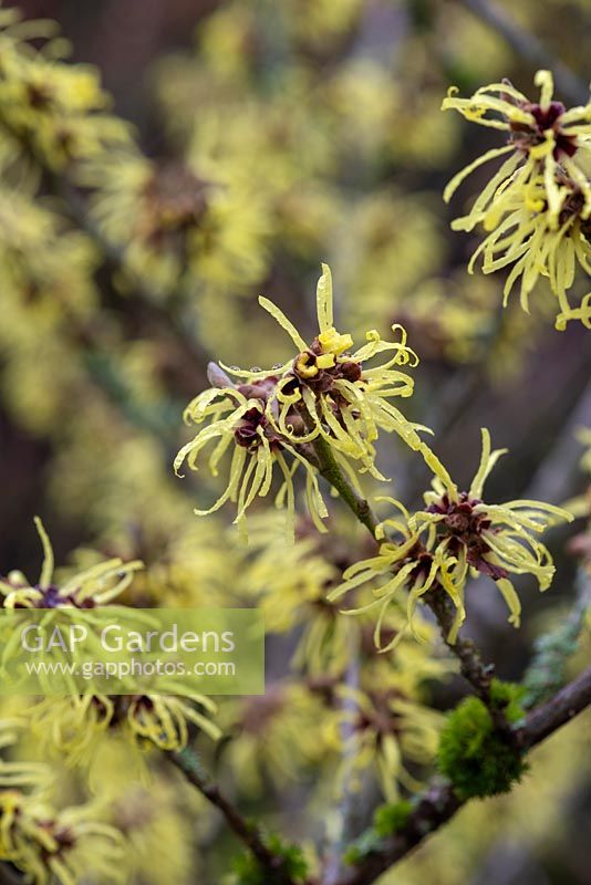 Hamamelis x intermedia 'Sunburst' - witch hazel, a small deciduous tree bearing yellow, spidery and fragrant flowers in winter