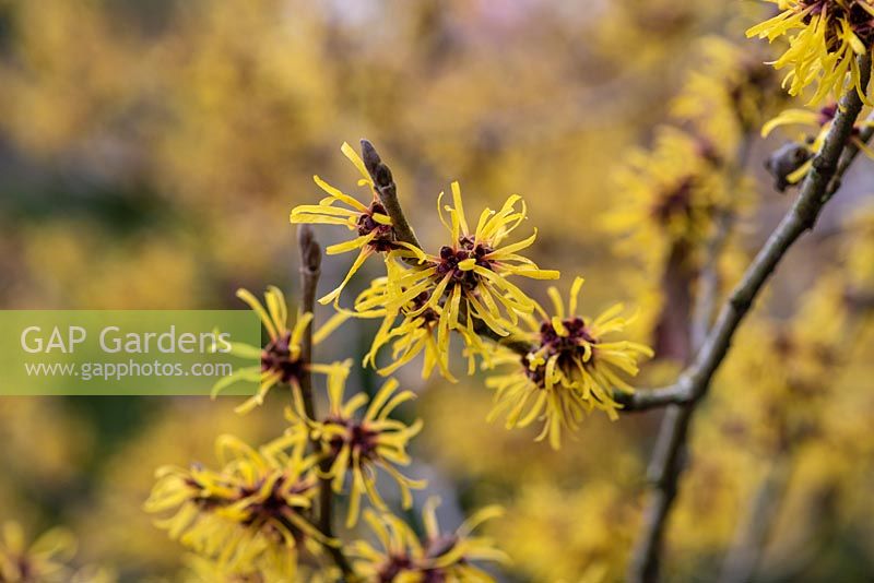 Hamamelis mollis - Chinese witch hazel. A small deciduous tree bearing strongly fragrant, bright golden yellow flowers in winter 