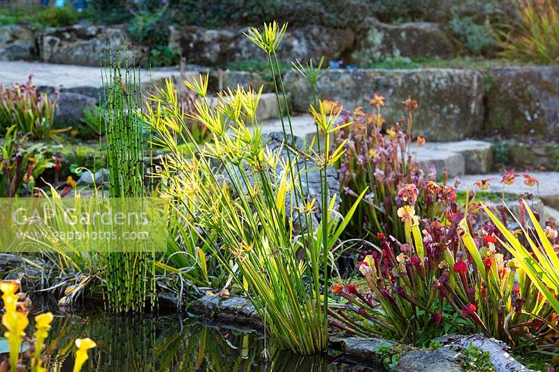 Marginal plants including  Cyperus alternifolius - Umbrella plant, Equisetum camtschatcense and Sarracenia by the pond