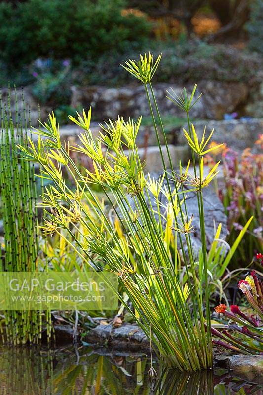 Marginal plants including Cyperus alternifolius - Umbrella plant and Equisetum camtschatcense 