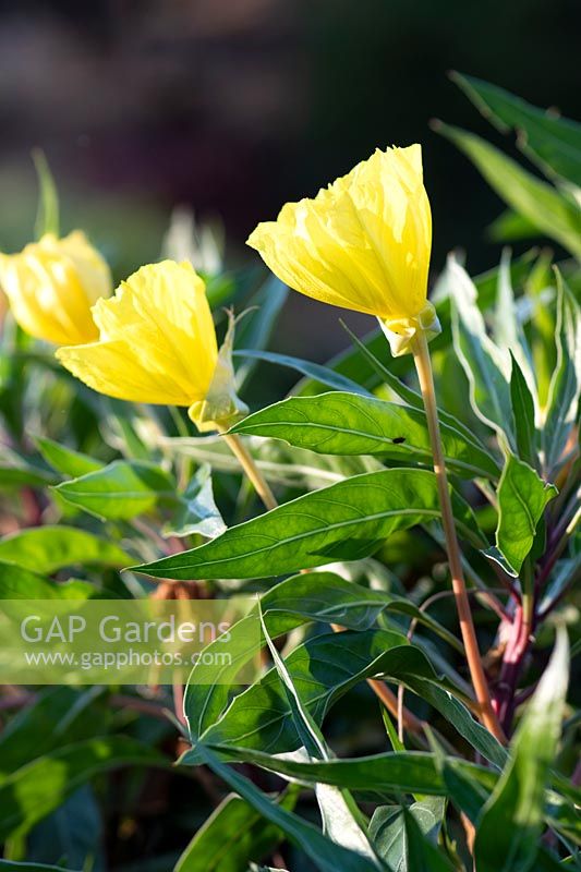 Oenothera macrocarpa - Ozark sundrops AGM