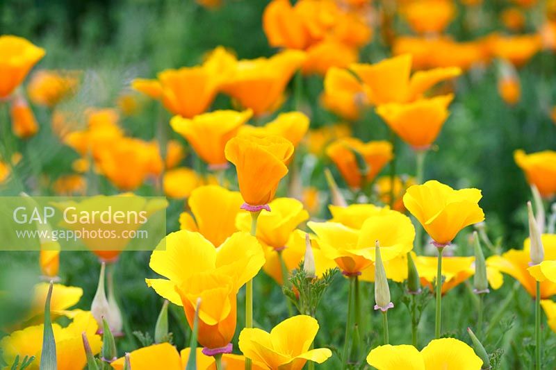 Eschscholzia californica flowers - California poppies - May