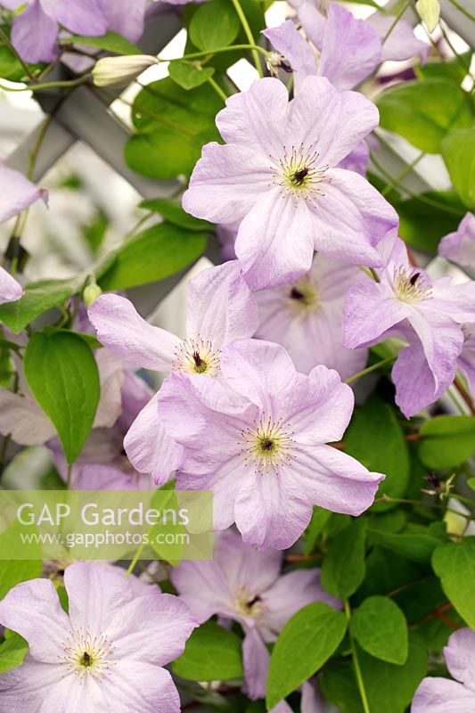 Clematis viticella 'Seabreeze' - July