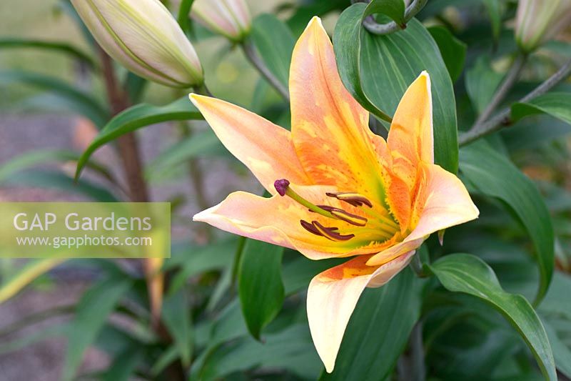 Lilium 'Zelmira' - Oriental Trumpet Lily - July