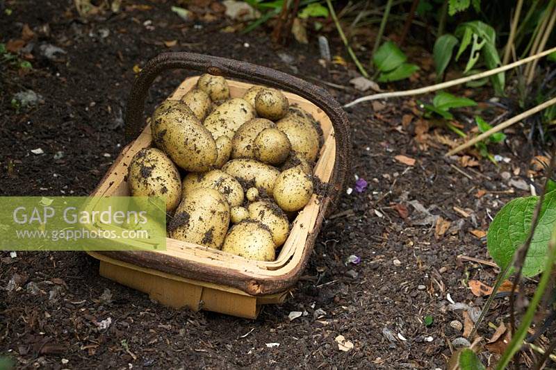 Solanum tuberosum 'Charlotte' - second early potatoes 