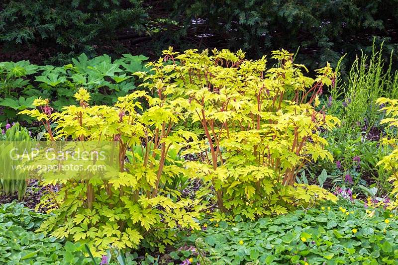 A border planted with Dicentra spectabilis 'Gold Heart' - Bleeding Heart -Lathyrus vernus - Spring Vetchling and mat-forming yellow flowering plants at Montreal Botanical Garden, Quebec, Canada