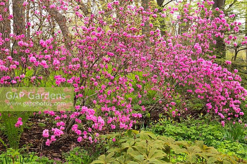 Rhododendron dauricum - Dahurian Rhododendron shrubs in  mixed border with Rodgersia podophylla 'Smaragd' - Roger's Flower in spring, Montreal Botanical Garden, Quebec, Canada