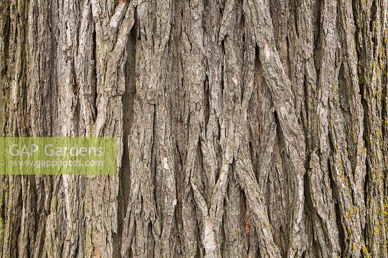 Ulmus americana  - American Elm tree bark detail