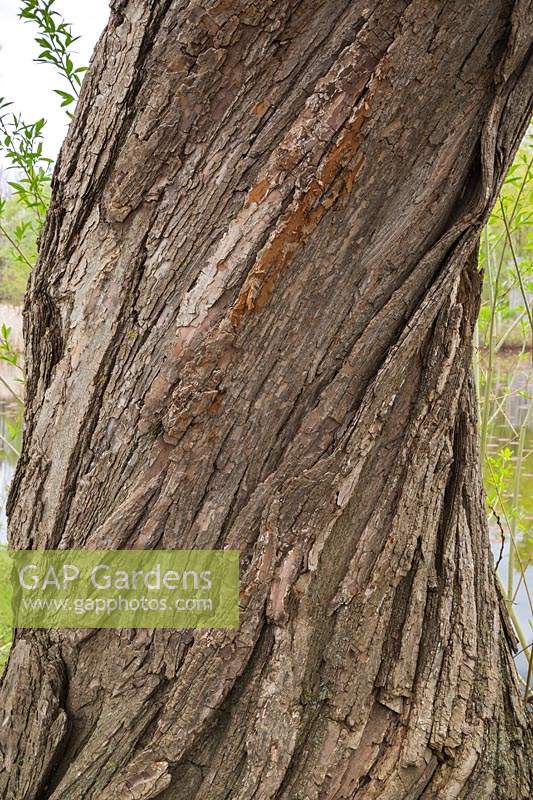 Salix x fragilis - Hybrid Crack Willow tree bark detail