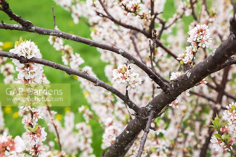 Prunus tomentosa - Nanking Cherry tree flower blossoms in spring