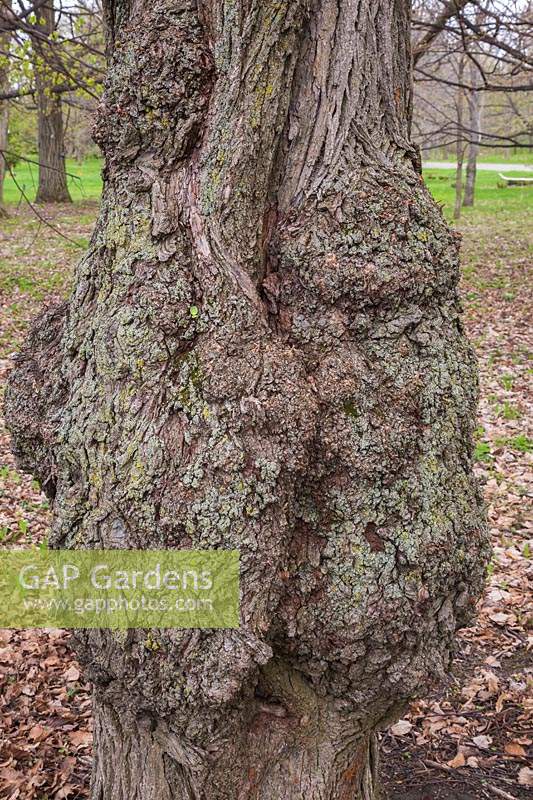 Tilia japonica - Japanese Linden tree bark detail