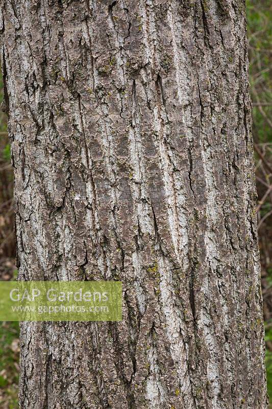 Populus x canadensis - Canada Poplar tree bark detail