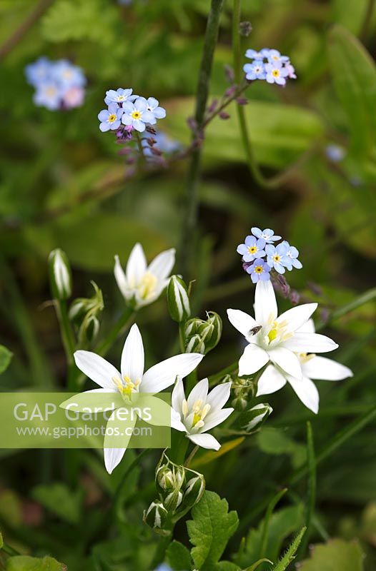 Ornithogalum arabicum - Star of Bethlehem flower and Myosotis sylvatica - Forget-me-not