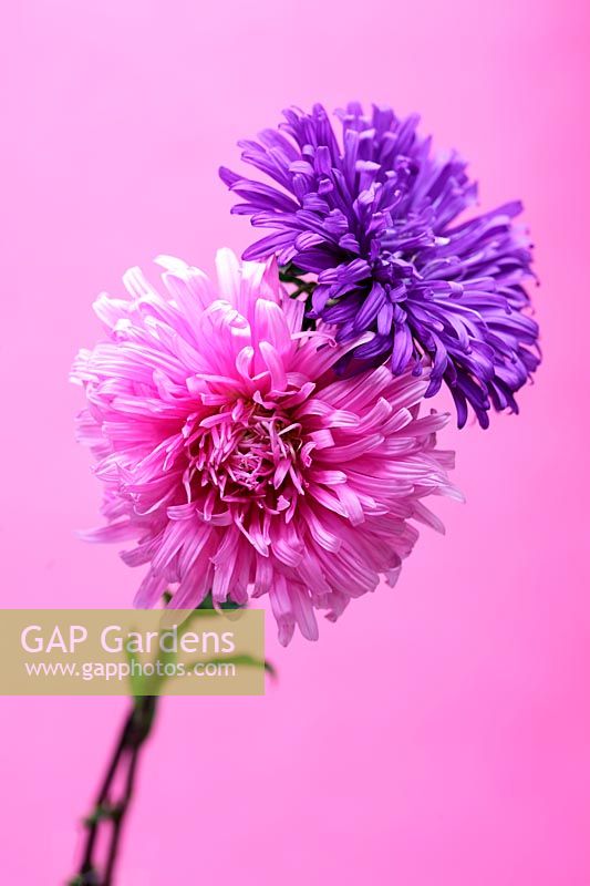Aster 'Ostrich Plume Mixed' on pink background