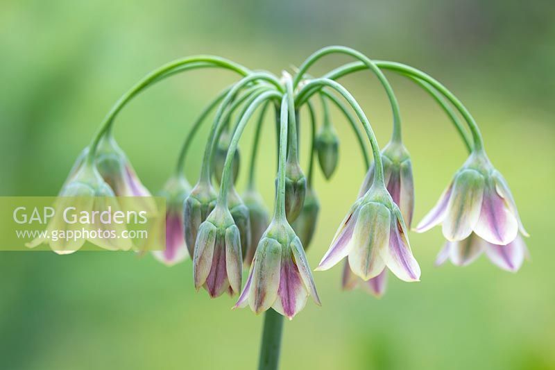 Allium bulgaricum - Nectaroscordum