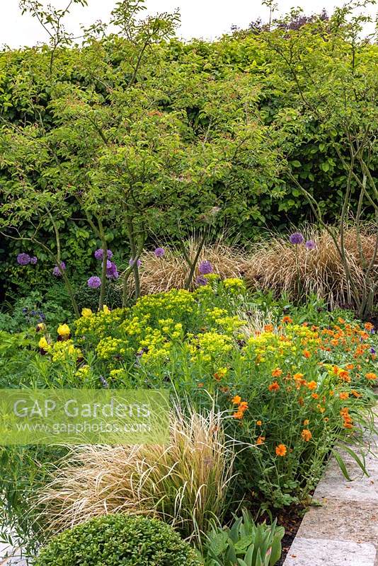 Herbaceous spring bed of multi-stemmed amelanchier and mixed planting